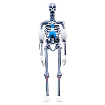 Biofidelic crash test dummy with the fracture characteristics of human bones, PRIMUS breakable