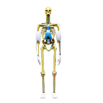 Biofidelic crash test dummy with the fracture characteristics of shatterproof bones, PRIMUS unbreakable